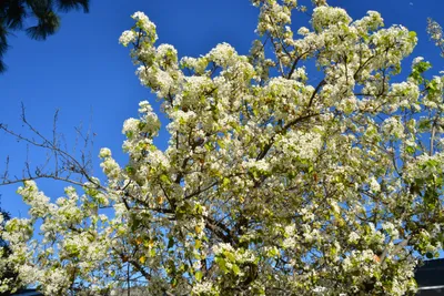 DSC_7209 (Large).JPG